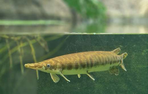 This is a alligator gar