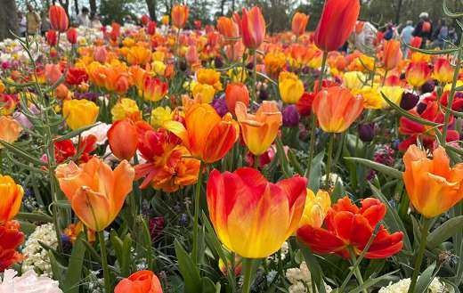 This picture taken in Lisse Keukenhof Netherlands