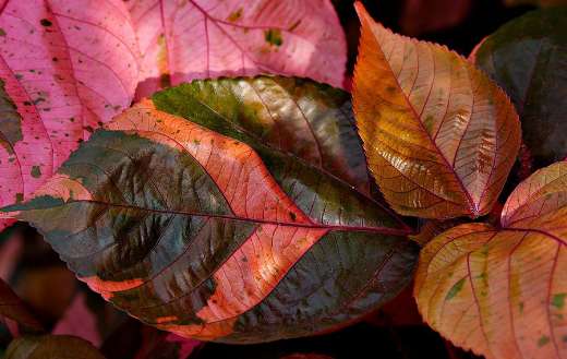 This plant is Jacobs coat