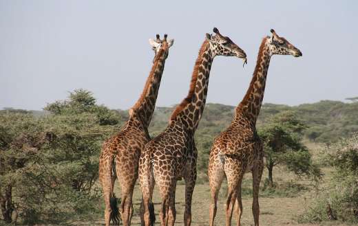 Three giraffes in savannah