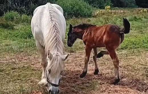 Two horses in a pasture