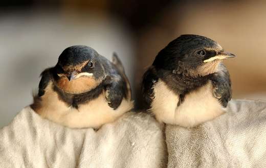 Two young barn swallow fledglings