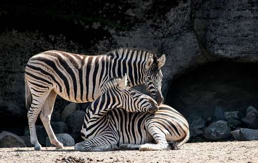 Two zebras resting inside zoo