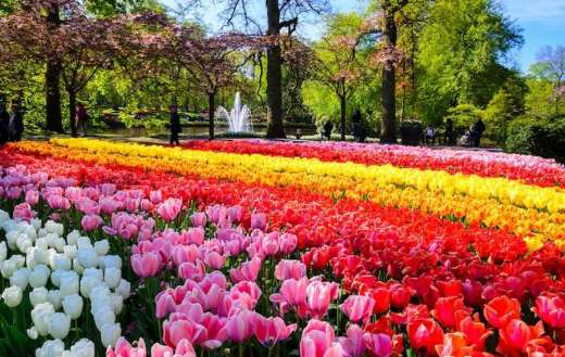 Vast colorful rows of tulips at Keukenhof