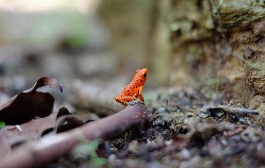 Vibrant orange black strawberry poison dart frog