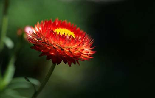 Vibrant red and yellow strawflower
