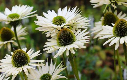 White coneflower also known Virgin