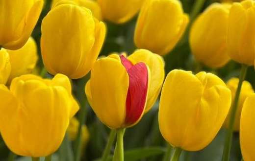Yellow tulips having a stiking red stripe