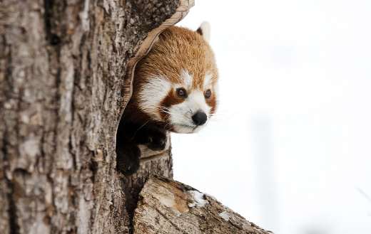A small tree dwelling mammal native of eastern Himalayas