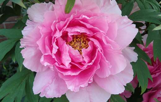 A tree peony large ruffled pink