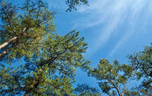 Baguio Philippines tree sky