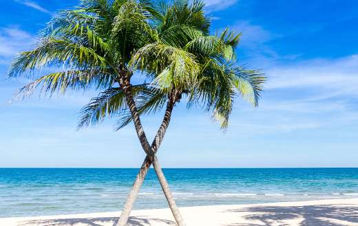 Beautiful beach cross side coconut trees