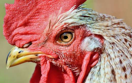 Close up portrait of rooster with yellow orange eye