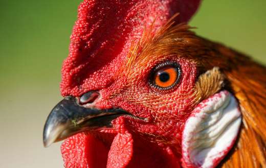 Close up shows the head of domestic rooster