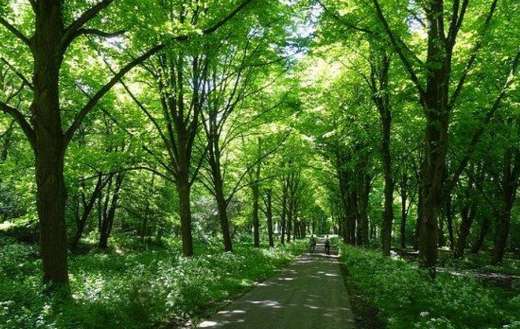 Cycling path located in Amsterdam forest