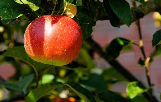 Fuji Jonagold red apple
