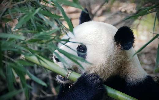 Giant panda eating a green bamboo stem