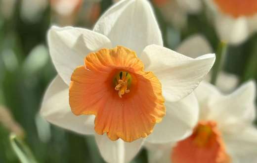 Large cupped daffodil