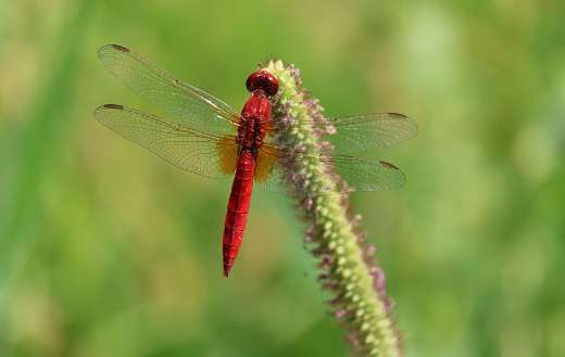 Male scarlet dragonfly