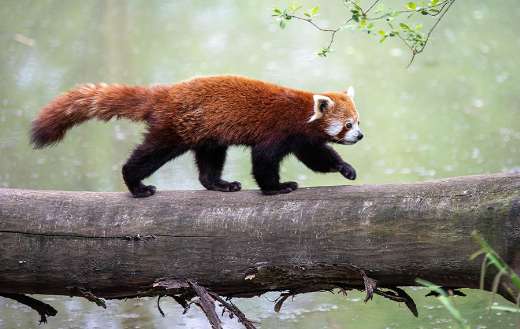 Red panda animal walking in the tree branch