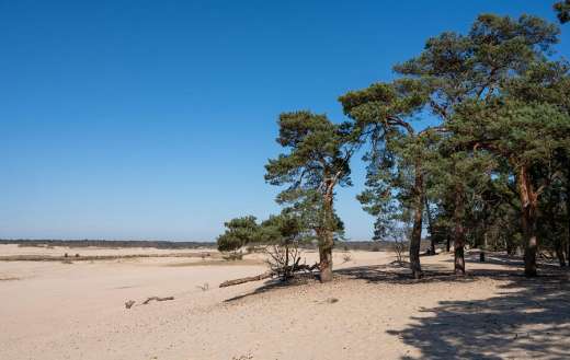 Sandy landscape and pine trees