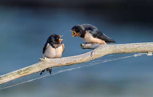 Small slender songbirds barn swallows