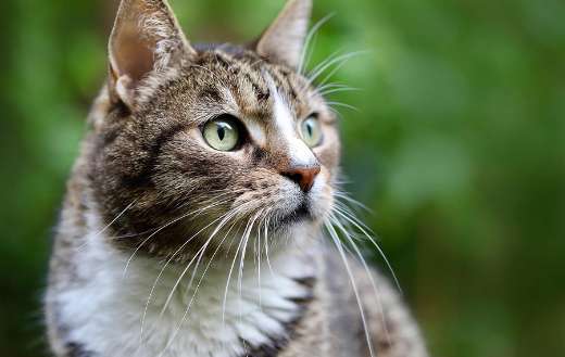 Stiking tabby pattern and bright green eyes