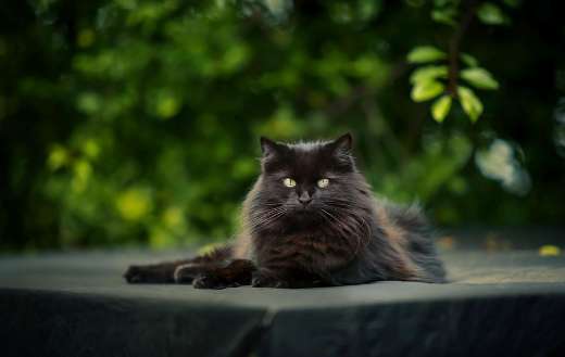 This long haired black cat shares strong physical characteristics