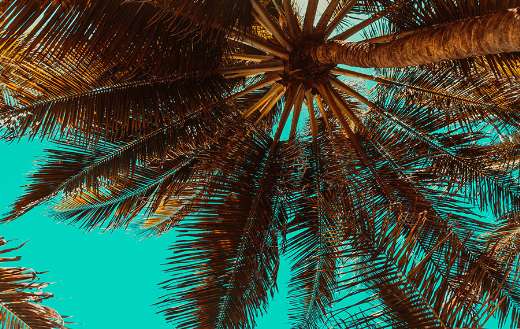 Tropical summer like