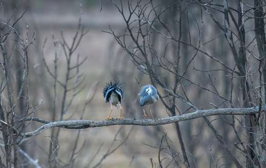 Two white faced herons perched on bare branch