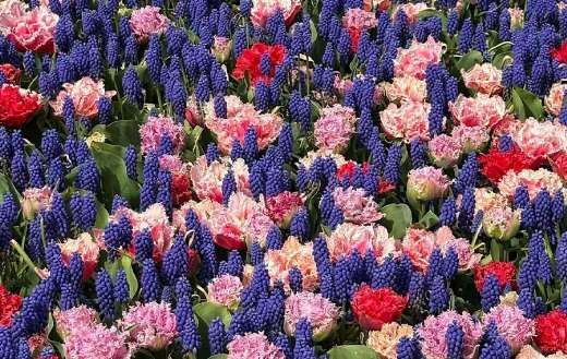 Vibrant spring floral display