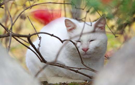 White cat resting with its eyes closed
