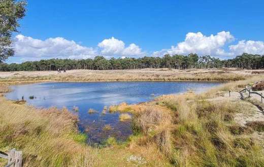 Woodland pool surrounding heathland